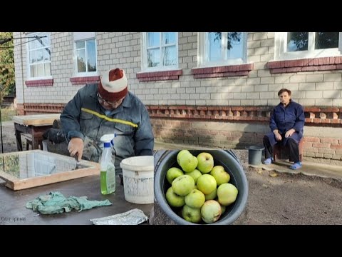 Видео: Збір яблук Семеренко 🍏