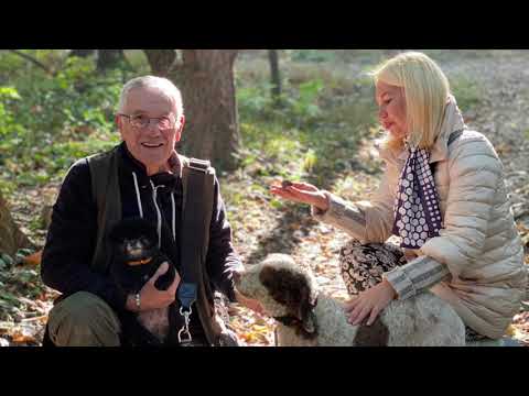 Видео: Трюфельные поиски и ярмарка Трюфеля в Италии. #Трюфели #Италия #пьемонт #Альба