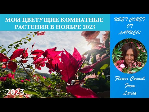Видео: МОИ ЦВЕТУЩИЕ КОМНАТНЫЕ РАСТЕНИЯ В НОЯБРЕ 2023
