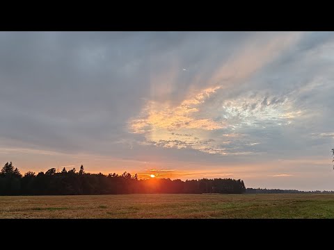 Видео: Охота с гладким на оленя и косулю