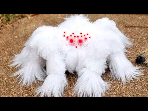 Видео: 15 Самых Редких Пауков в Мире