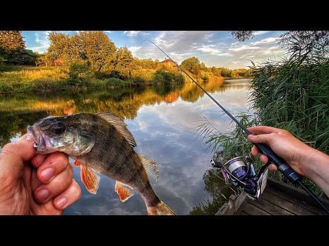 Видео: Вечірня Рибалка В Селі! Бешена Роздача Окуня На Мікроджиг!
