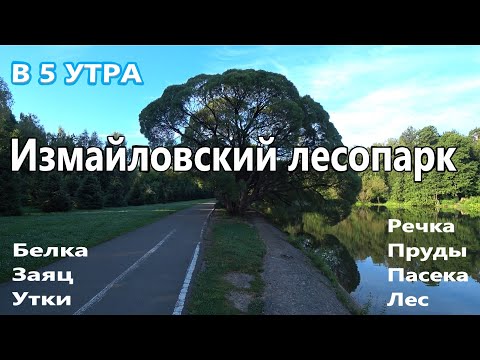 Видео: Прогулка ранним утром по Измайловскому лесопарку / Лесопарк "Измайлово"