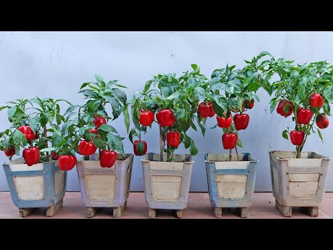 Видео: Советы по выращиванию болгарского перца без затрат на покупку семян крупные плоды высокая урожайност