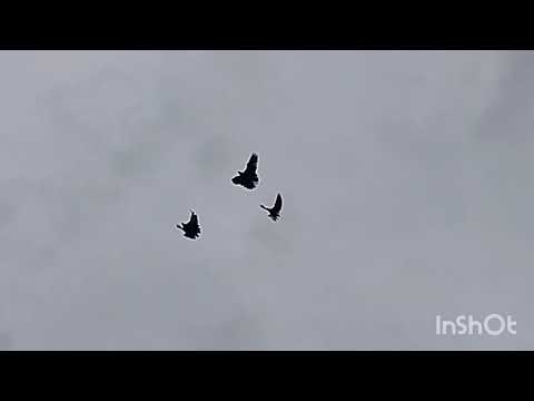 Видео: 8 октября 2025 г.