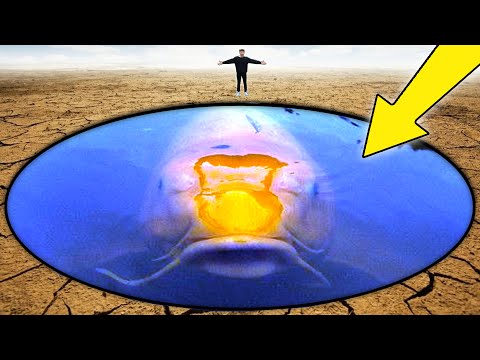 Видео: Самая большая в мире рыба кои!