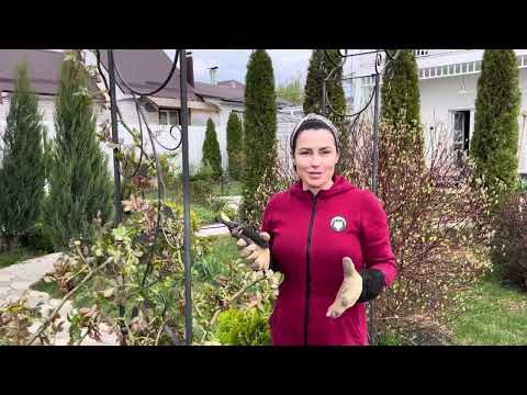 Видео: Горизонталим плетистые розы. 14 апреля ‘24.