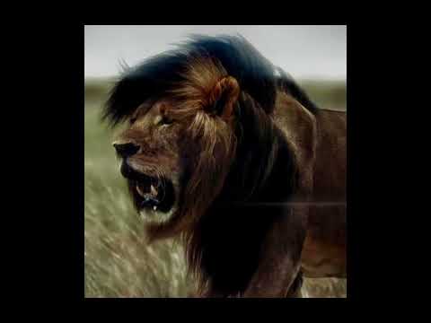 Видео: Замби улсыг шившигт хутгасан царайлаг арслангийн гунигт түүх￼