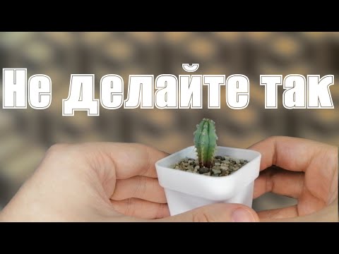 Видео: Как ПРАВИЛЬНО пересаживать кактус?!