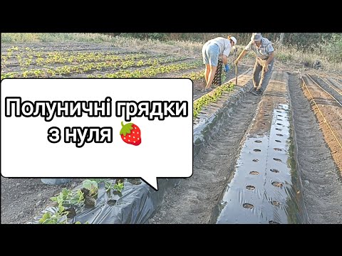 Видео: Полуниця на грядках Підготовка ґрунту, формування, полив . Всі подробиці.