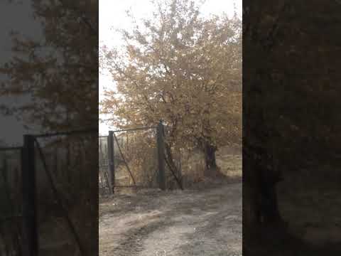 Видео: Кулуштан айылынын кооздуугу