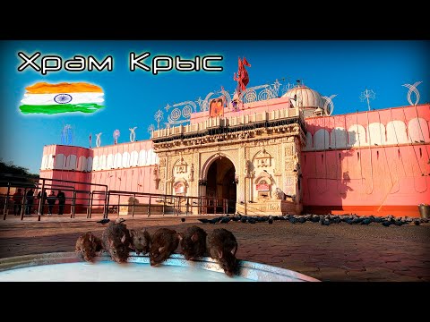 Видео: Индия. Биканер и Храм крыс.