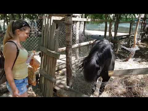 Видео: Зоокът Дъбница