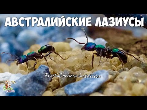 Видео: Завел АВСТРАЛИЙСКИХ металлических муравьев ● Rhytidoponera metallica