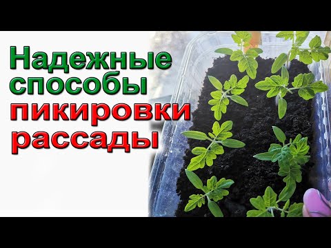Видео: Способ глубокой пикировки рассады томатов