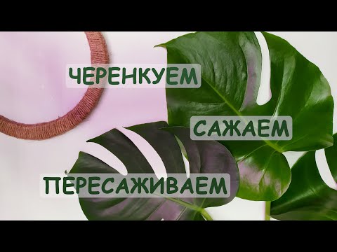 Видео: Черенкуем, сажаем и пересаживаем. Я давно этого ждала...
