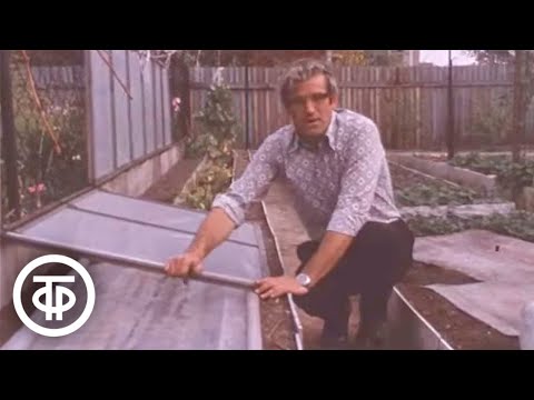 Видео: Как укрыть подмосковный виноград от морозов. Наш сад (1982)