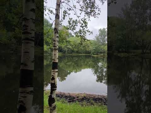 Видео: 20.08.2024 Лесопарк Кусково