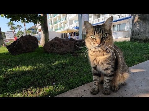 Видео: Милый кот с длинными усами на пляже постоянно чистится.