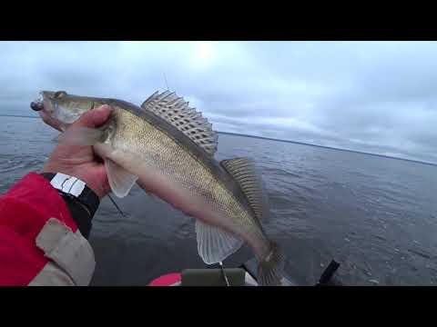 Видео: Судак как из пулемёта на Горе Море осень 2018