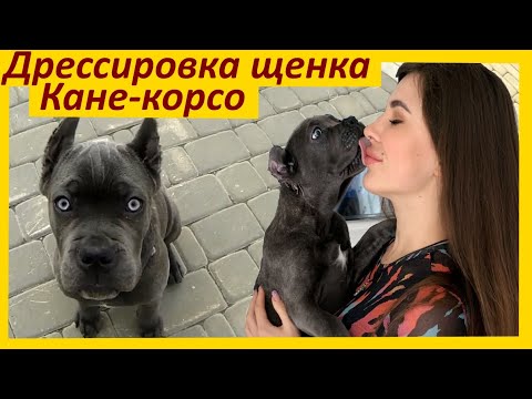 Видео: 269. Начальная дрессировка щенка Кане Корсо в 3 месяца. Первое занятие