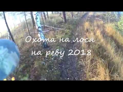 Видео: Охота на лося на реву 2018