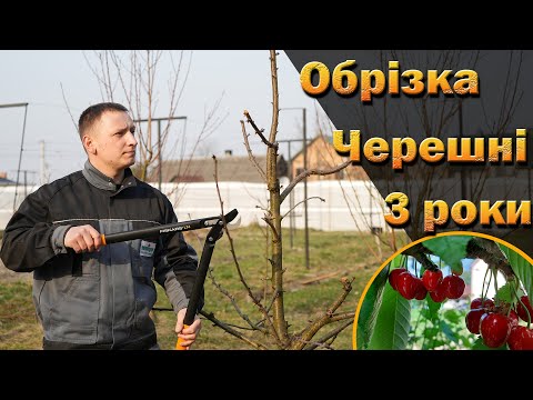 Видео: Обрізка черешні на трьох прикладах. Обрізка трирічного, чотирирічного, п'ятирічного дерев. 2024 рік.