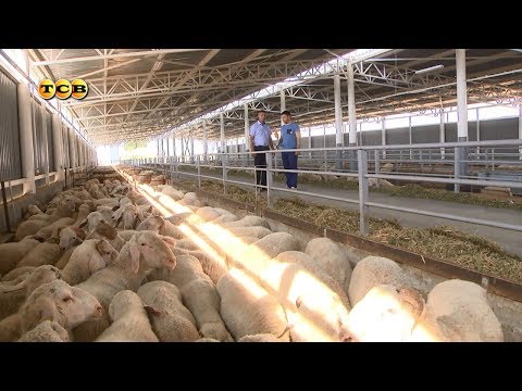 Видео: Овцеводство. 6 соток 07.08.2017