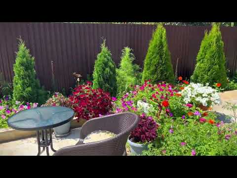 Видео: цветение в начале октября 🌸#цветы#сад#beautiful #flowers 