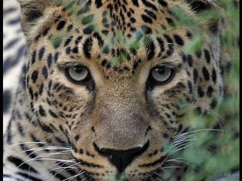 Видео: Леопард. Уберечь каждого.
