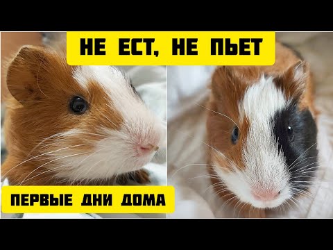 Видео: Морская свинка ПЕРВЫЙ ДЕНЬ дома. НЕ ЕСТ, НЕ ПЬЕТ. Адаптация. SvinkiShow