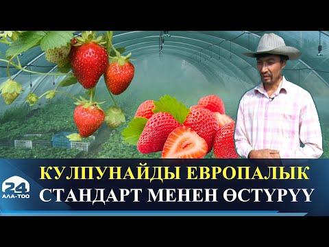 Видео: Кулпунайды жаңы ыкмада өстүрүү