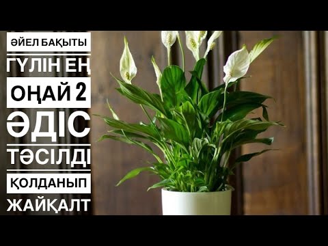 Видео: ӘЙЕЛ БАҚЫТЫ гүлін ҚАЛАЙ ТЕЗ әрі ОҢАЙ өсіруге болады❓❓3-бөлім