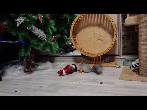 Видео: Отрывок с нашей красоткой, из Телепередачи "Улётное видео". 🤣