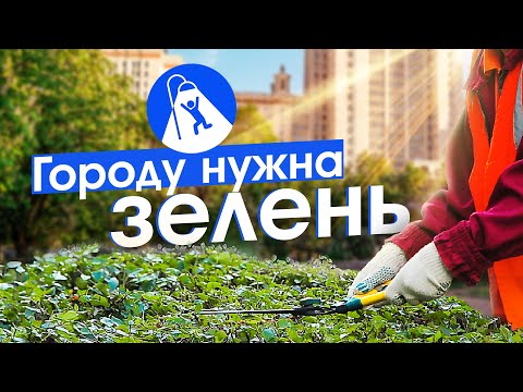 Видео: Зачем нужно озеленять город и чем хороши тополя на улицах