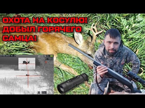 Видео: Охота на косулю с Lzirtek Siva и Arkon Arma  Добыл горячего самца!