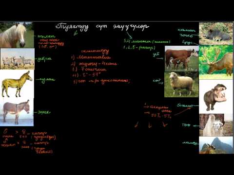 Видео: Ача туяктуулар