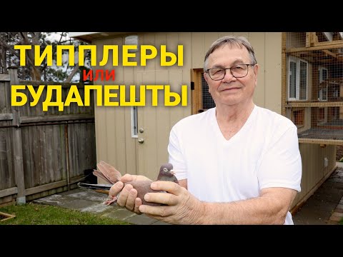 Видео: Лучшие для меня голуби