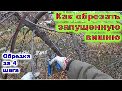 Видео: обрезка запущенной вишни. Как за 4 шага из лохматой получить красивую крону.