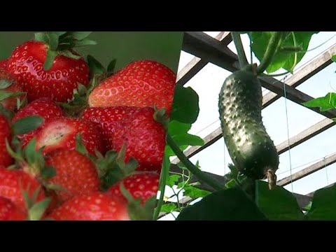 Видео: От чего зависят цены на клубнику и огурцы? Как выращивают сезонные фрукты // Лето-2021. Беларусь