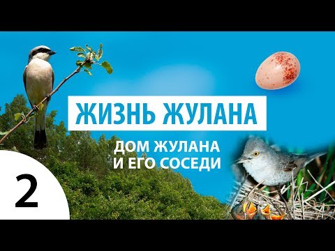 Видео: ЖИЗНЬ ЖУЛАНА: Дом жулана и его соседи