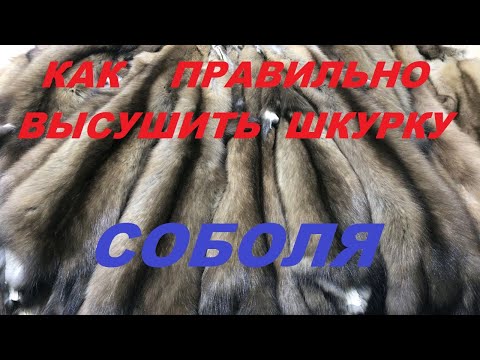 Видео: Как правильно высушить шкурку соболя