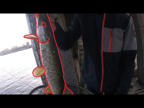 Видео: Нижняя Москва-река #6 Щука, судак, голавль, окунь, берш