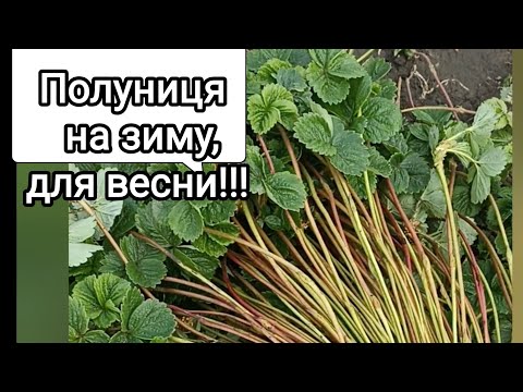 Видео: Підготовка саджанців на вкорінення зимою на весну! (як і де?) 