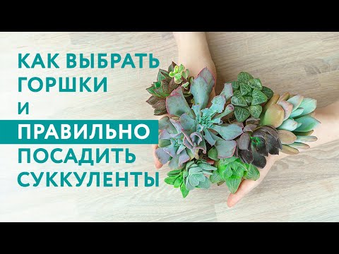 Видео: Букет суккулентов по почте: как посадить взрослые суккуленты после пересылки (сажалка-болталка)
