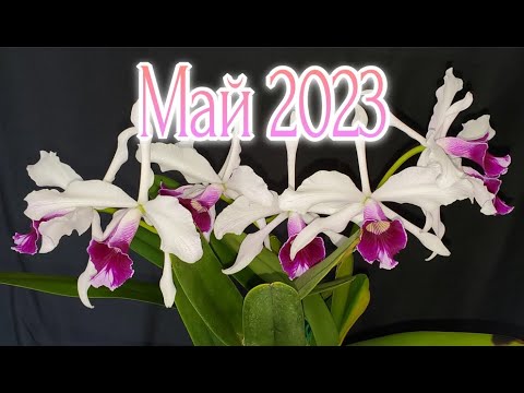 Видео: Орхидеи Цветение Май 2023
