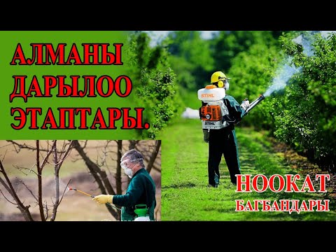 Видео: АЛМАНЫ ДАРЫЛОО ЭТАПТАРЫ.