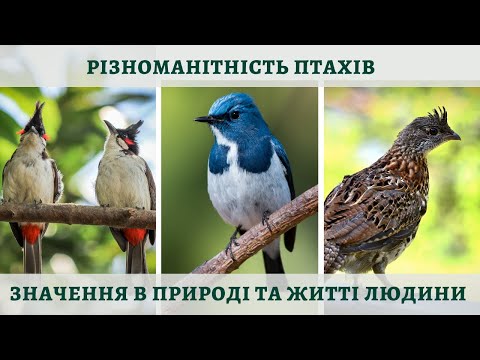 Видео: Різноманітність птахів. Роль птахів у природі та житті людини