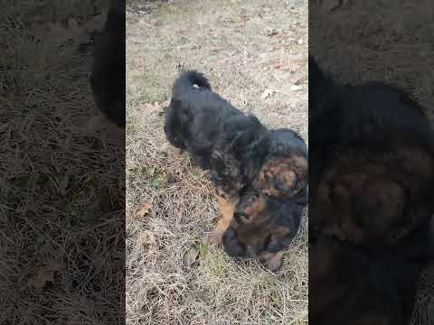 Видео: Первая прогулка на нашей поляне,Ума от них убегает