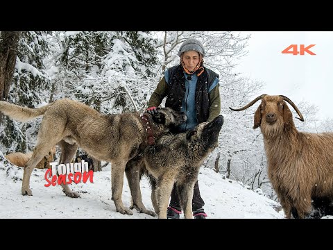 Видео: Выпас коз зимой (тяжелый период Козерога) | Документальный фильм ▫️4K▫️